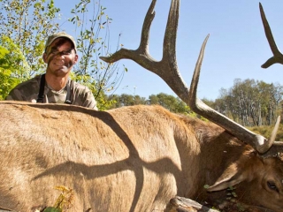 elk