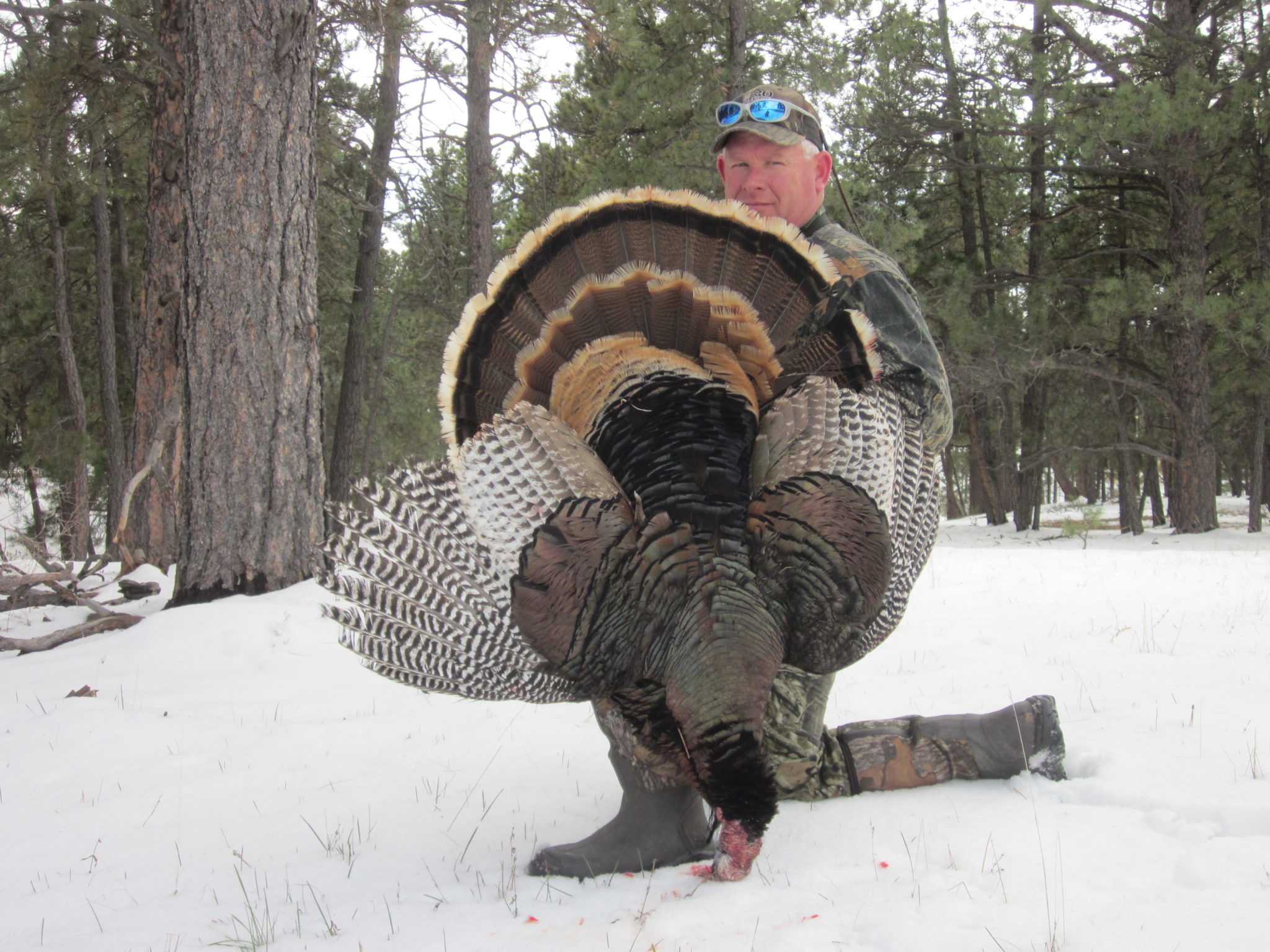 Fully Guided Spring Turkey Hunts in Colorado & Kansas