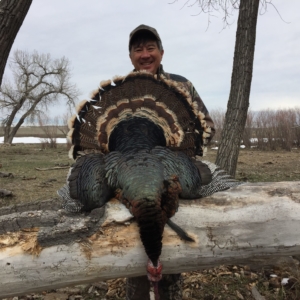 Spring Turkey 2019