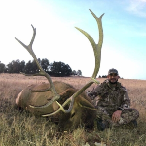 Eastern Plains Elk 2019