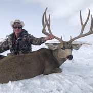 Mule Deer