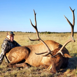 IMG_5303 Eastern Plains Elk 2022